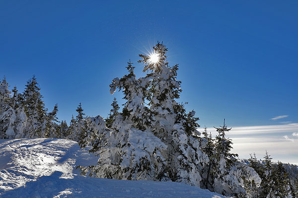 Sonniger Tag - Blick auf eine verschneite Landschaft mit schneebedeckten Fichten.