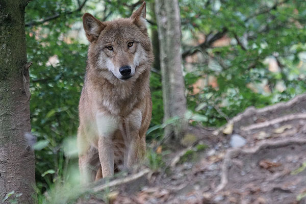 Das Bild zeigt einen Wolf in einem Wald. Der Wolf steht aufmerksam und schaut direkt in die Kamera. Sein Fell ist dicht. Im Hintergrund sind Blätter und Bäume zu sehen, die eine natürliche Umgebung schaffen.