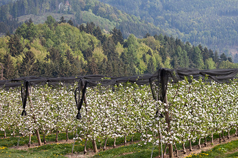 Blick auf die blühenden Apfelbäume in der Oststeiermark